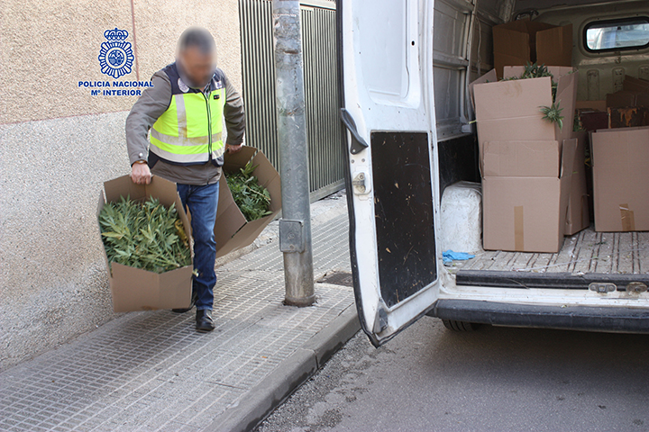 Caixes contenint plantes tallades de marihuana confiscada